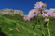 84 Pigamo colombino (Thalictrum acquilegiifolium) con sullo sfondo l' Arera